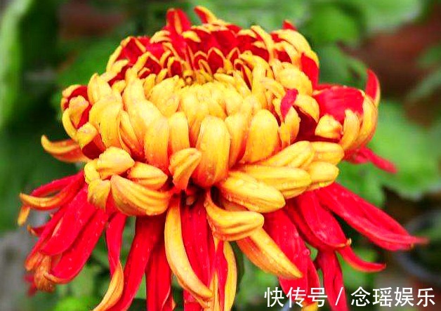 此菊,花开“大如斗篷”,属“菊中珍品”,幽香袭人,绚丽多姿!