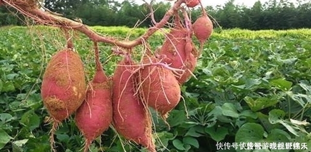 大蒜、三七不抗癌真正抗癌的是不起眼的“它”，別再傻吃了