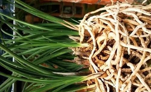 光照|养兰花,“掐准”此4点,植株更长寿、年年开花