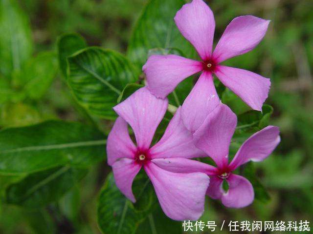 太阳花|4种“便宜花”适合6月养，容易开爆，花期长，关键是容易养