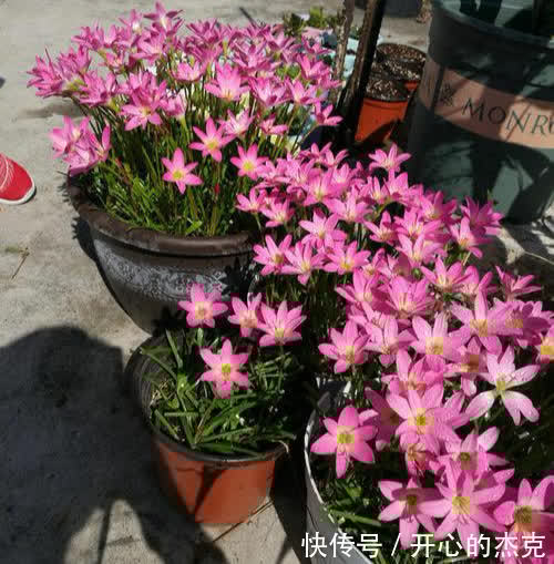 这些漂亮花要“控制”养,勤快人容易养成“秃子”,懒人养的棒