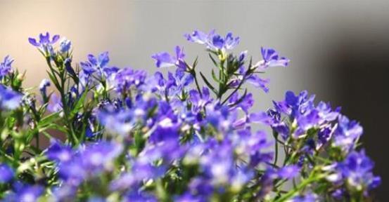 种子发芽温度|养花却不知道什么时候播种,看了此个就知道了