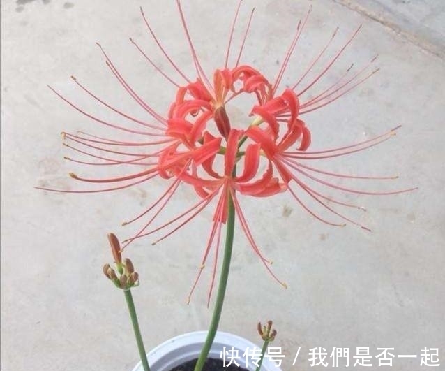 花叶|无情花、无义草、地狱花、彼岸花为何这么多名字？它的真名叫什么