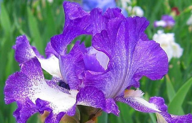 芙蓉葵|世上公认最美的4种花,开起花来“拦”不住,美不胜收,你养了吗