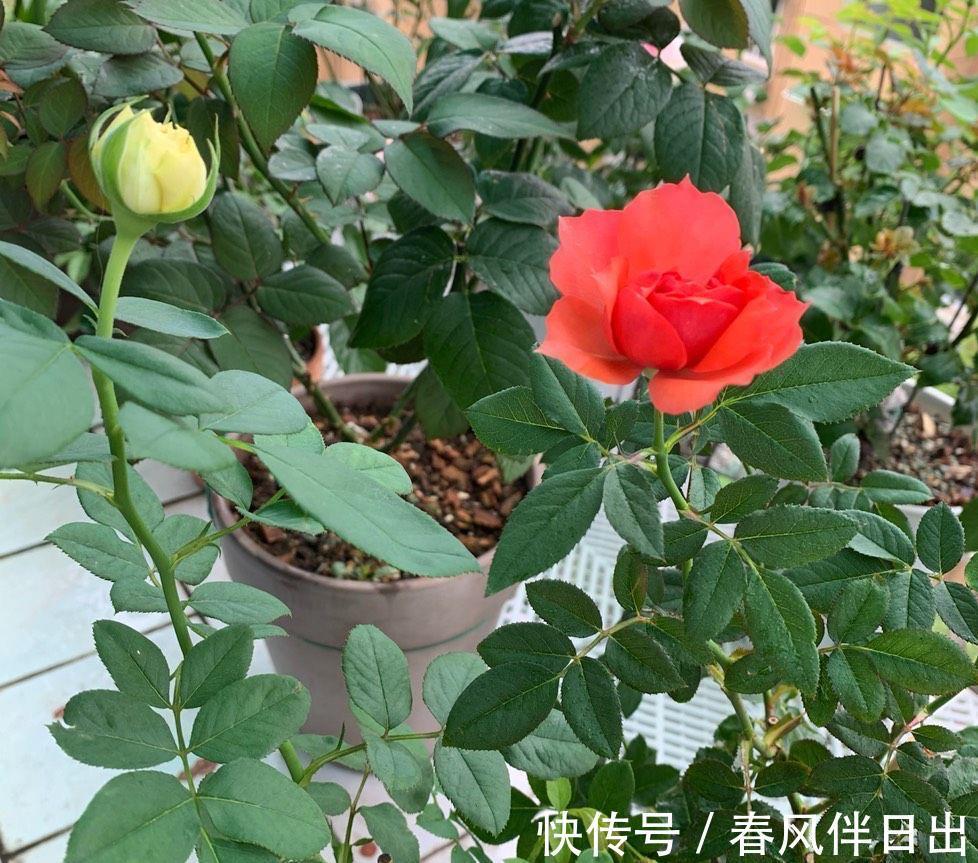 叶子|夏天里,这5种花需要勤浇水,叶子更鲜绿,长势更茂盛