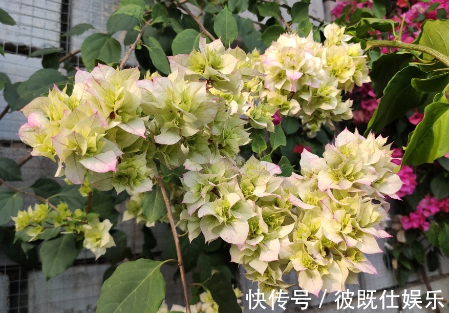 错肥|三角梅只长叶不开花,多数人是2点没做好,看看你符合哪一点