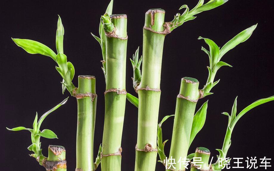 5分钟了解富贵竹黄叶原因,学会修剪处理,盆栽还能有观赏价值