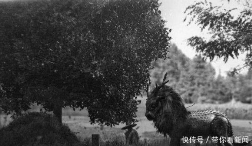 世界上真有麒麟 郑和下西洋带回一只 如今画像找到了 快资讯 世界上真有麒麟 郑和下西洋带回一只 如今画像找到了 快资讯