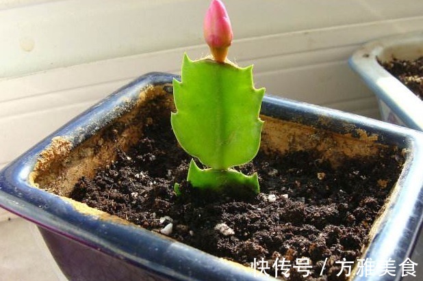 量天尺|还花什么钱买蟹爪兰,用上养花高手的方法,不花一毛钱就能养出来