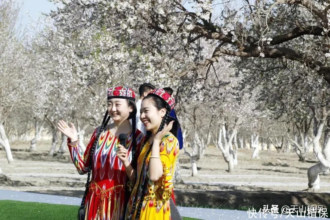 新疆喀什莎车县：百万亩巴旦姆鲜花绽放