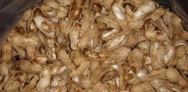 王叔养的君子兰，“壮如牛”，原来用了“老3样”，花大色艳！