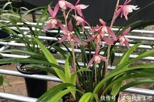 6种兰花，一开花香飘满屋，越养越值钱！6种兰花，一开花香飘满屋，越养越值钱！