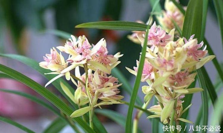 几种花,开花漂亮又好养,养上一盆四季欣赏,好养活还不贵