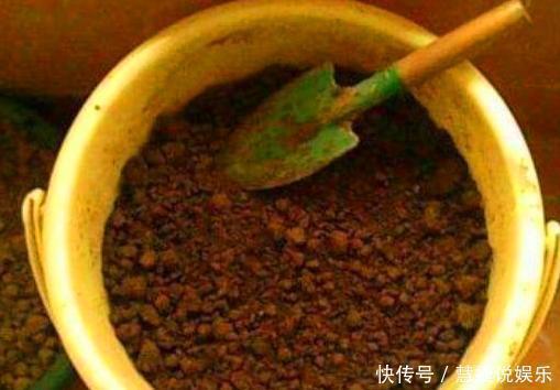 浇花|用2种“过期药”，泡水去浇花，土壤几年不板结，养啥都旺！
