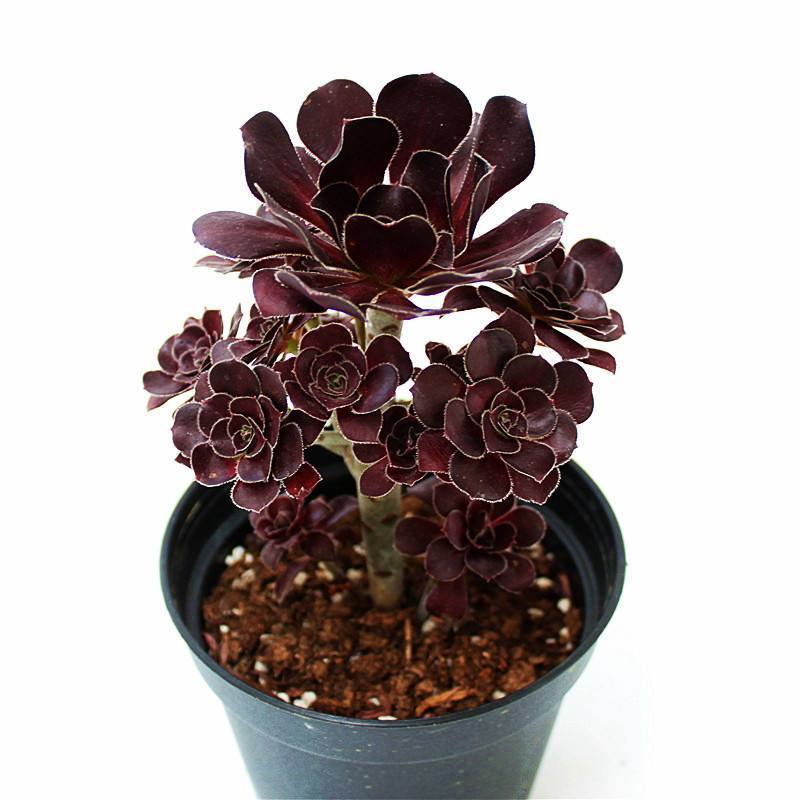 多肉界“大魔头”黑法师，砍了一个“大头”，爆出几十个“崽子“