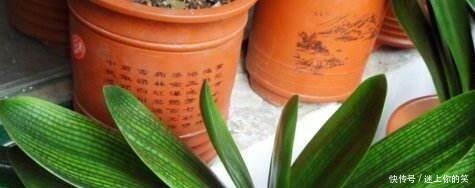 2种小“玩意”扔盆里,君子兰长爆了,5年不施肥,也能1年2次花!