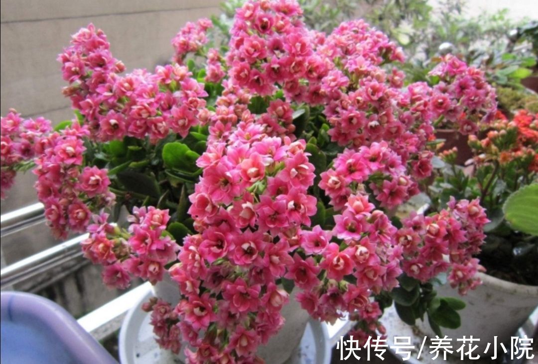 家里养3种花,冬天别停肥,让它早开花