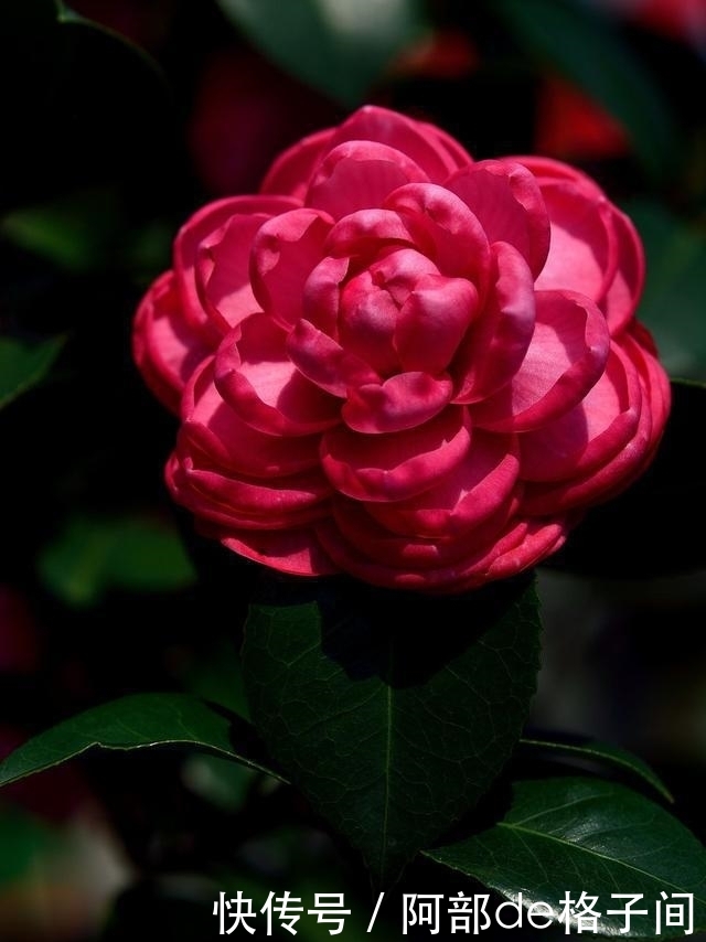 茶花僵蕾怎么办?找到原因对症下药,花蕾很快全部打开!