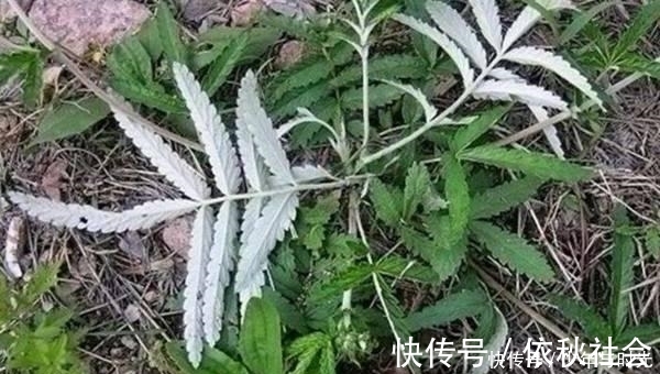 野草|农村这种野草,形似“鸡腿”,药用价值高,人称翻白草!