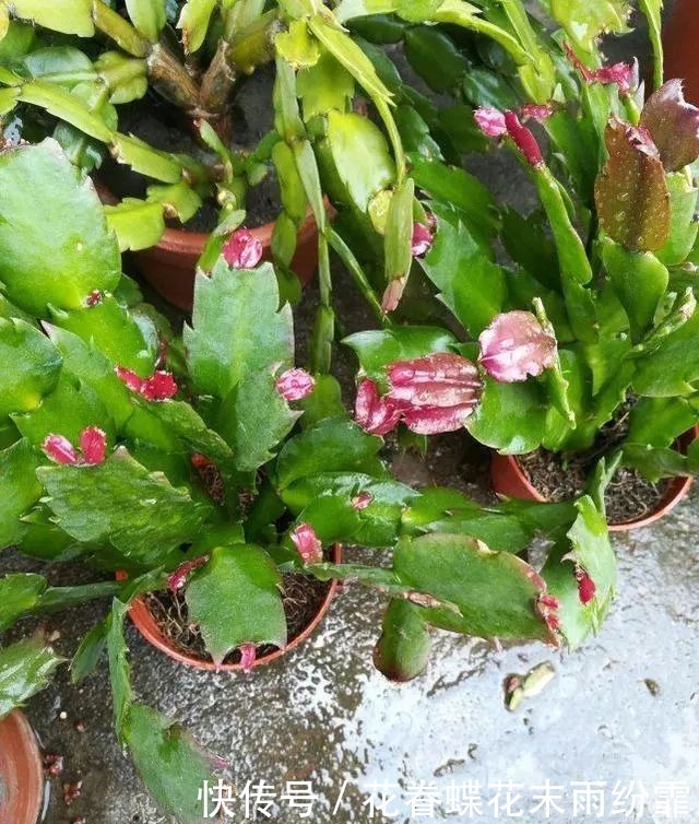 蟹爪兰叶子又软又薄老爸用4招,软叶立起来,咔咔就爆盆