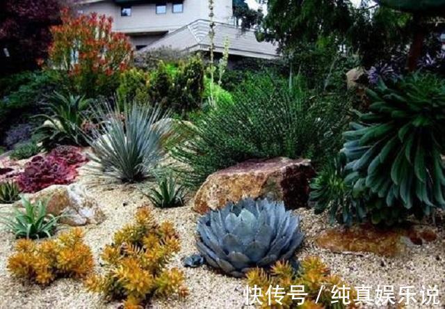 70老头闲来无事,养了百盆多肉摆院里,一盆售价50,别人抢着买!