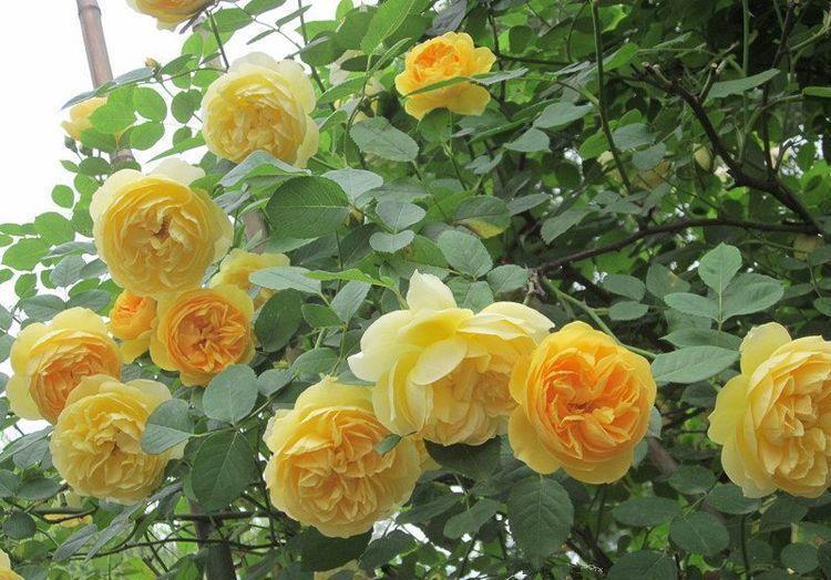 对待新手很友好的花,好活易爆盆,花姿妖娆,四季繁花似锦