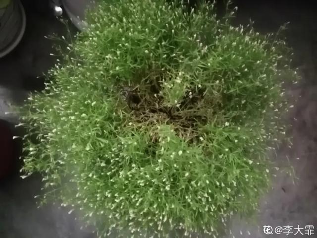雨水|10种不能淋雨的花，淋完雨就死，盆栽养花注意事项