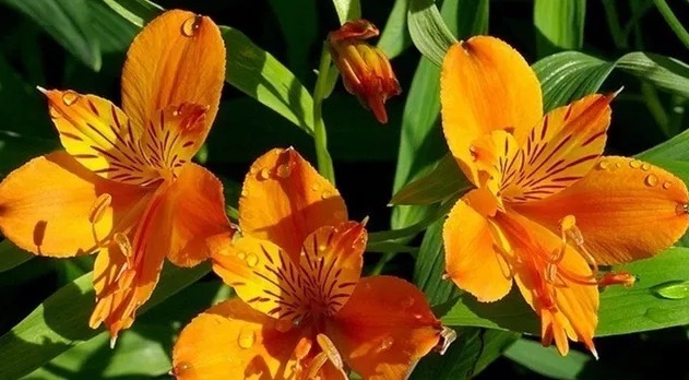 1种香水花，花开似“蝴蝶”，耐寒耐旱、好养活，新手也能养爆盆