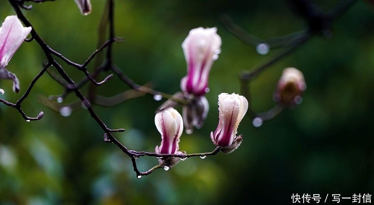 春雨#盛唐春色有多迷人?这四首诗篇篇都是千古名句