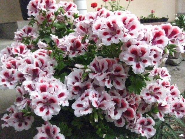 天竺葵神奇的“一劈”,给予适量的水,温度,不几天就能生根成活