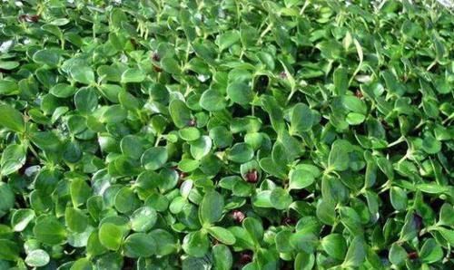 衰老|人到中年,适合常吃的食物,排毒清肠,延缓衰老,养颜美容