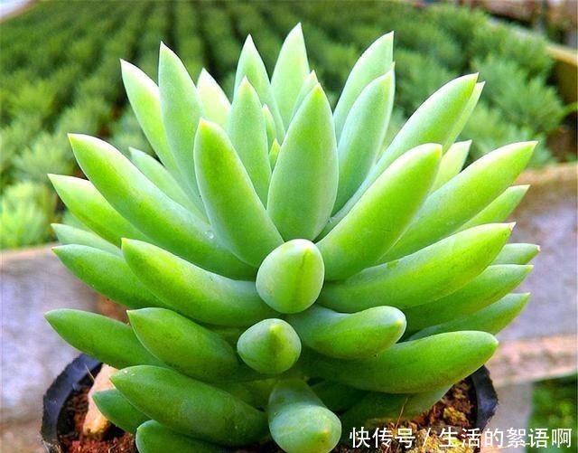 多肉中的“吉祥佛祖”,上色简单爆头快,最容易养成悬崖桩!