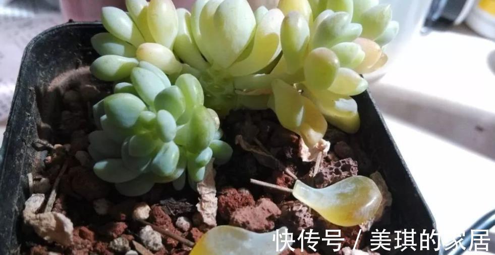 新芽|多肉化水长不好,手把手教你解决,简单有效,轻松养成肉墩子