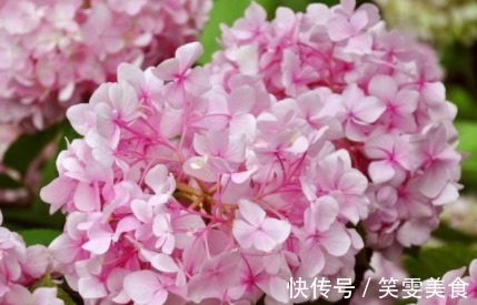 养花就养“清新”的,花团锦簇像极了绣球,花开缤纷多彩,美娇娘