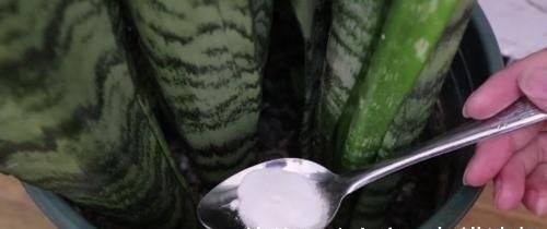 花盆里撒点小苏打，一年不施肥，花儿叶片浓绿不生虫，后悔才看到