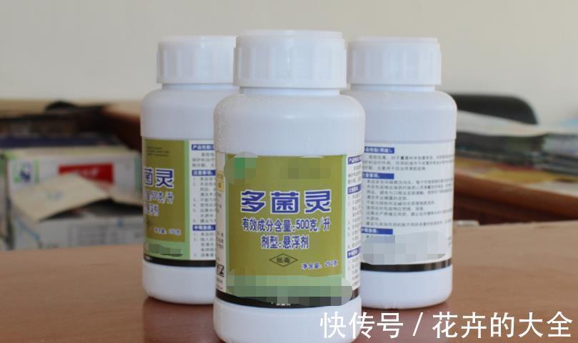 夏季|夏季养花，生了小腻虫该怎么办？学会这3招，“去根”不难