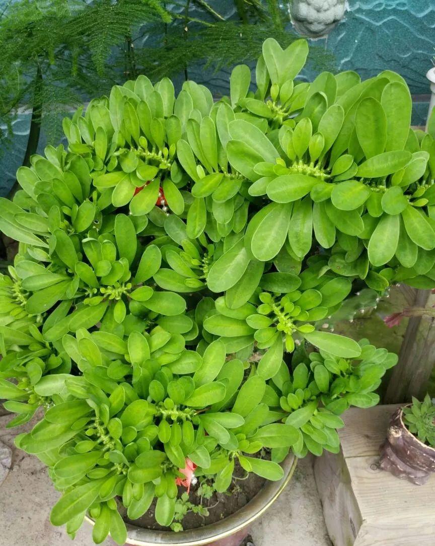 养花：6种“丑八怪”，放在家里能镇宅，养的越久越气派