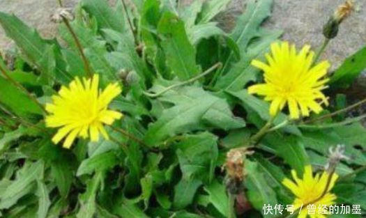 冬天了，多吃3种食物，养肝排毒，抗衰护肤，人越来越年轻