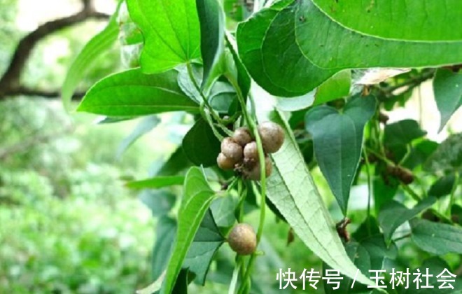 药效|长在树上的药材，药效很大，农民不敢用，城里卖300块钱一斤