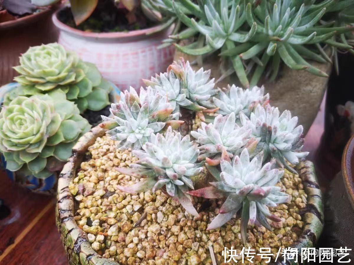 多肉|养多肉,选对品种,选对花盆,养起来更容易,事半功倍