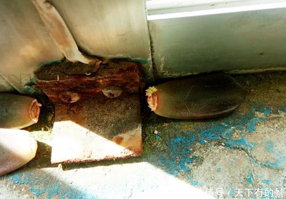 多肉叶插的时候叶片还没出根和出芽应该怎么弄？需要照射散光吗？