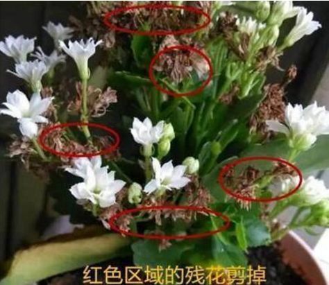 君子兰、长寿花特别爱喝“它”,喝了后,叶肥花艳,长得蹭蹭的!