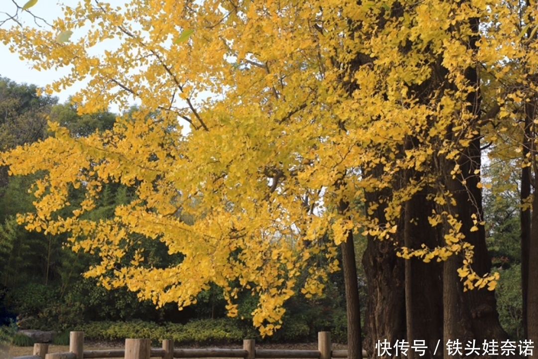 2021养盆镇宅花，当做守护神，好运进来，霉运离开！