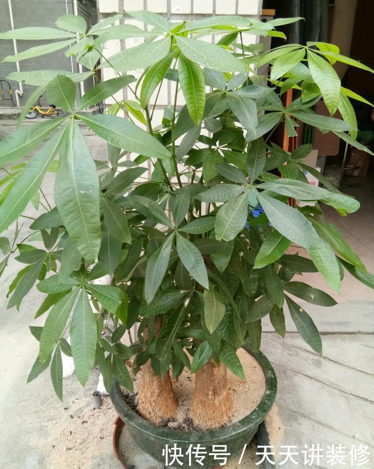 怎样养好发财树盆栽?注意3个小问题,年年翠绿鲜活,叶子多