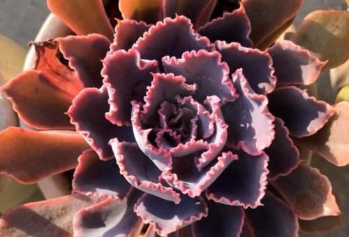 事项|新手养多肉有哪些注意事项?我总结了5点,掌握好就能养好多肉了