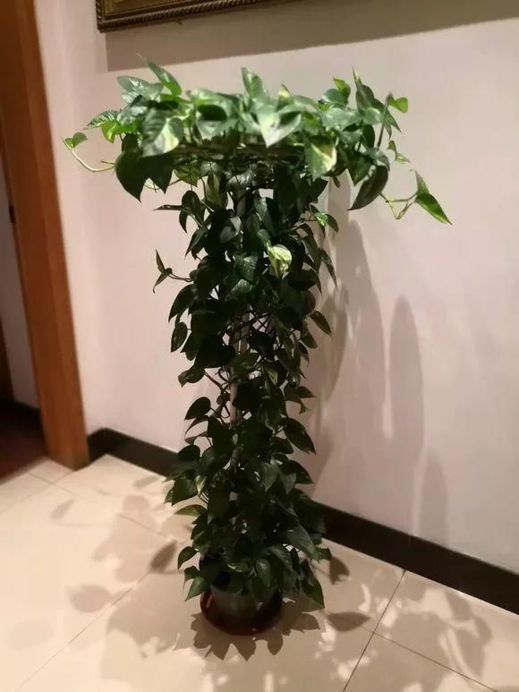 老花匠|老花匠:扔4种“东西”,就是扔钱,比花肥还好用,不花钱!