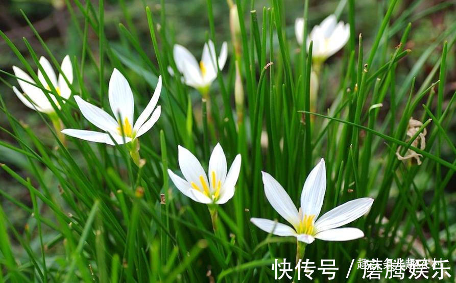 蛇莓|小时候常见又叫不上名的植物,终于知道叫啥了,太全了