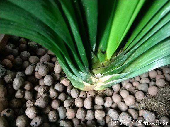 什么淘米水、啤酒水,都不如1勺“溶液”,家家都有,养啥旺啥