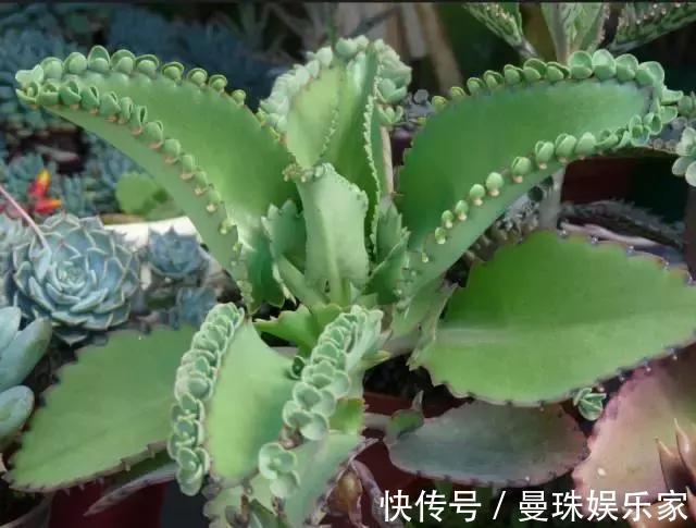 5种适合新手养的花，耐旱还耐晒，不用管也能爆盆！