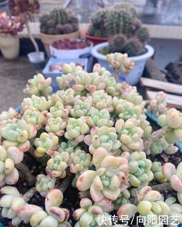 叶子褶皱|夏天的多肉,该怎么浇水?叶子都褶皱了!适当淋雨,不浇水最好